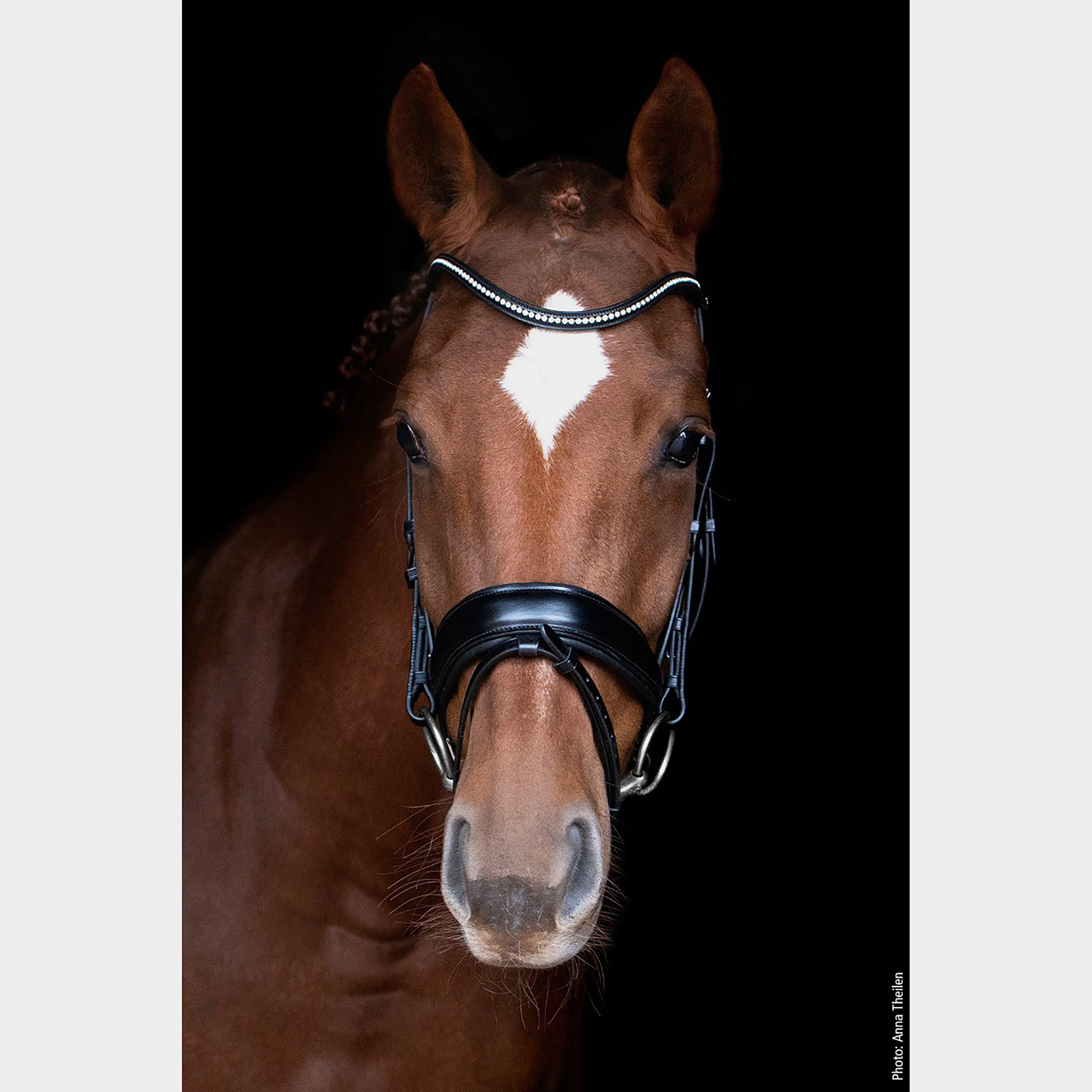Stanford Flash Bridle - Image 3