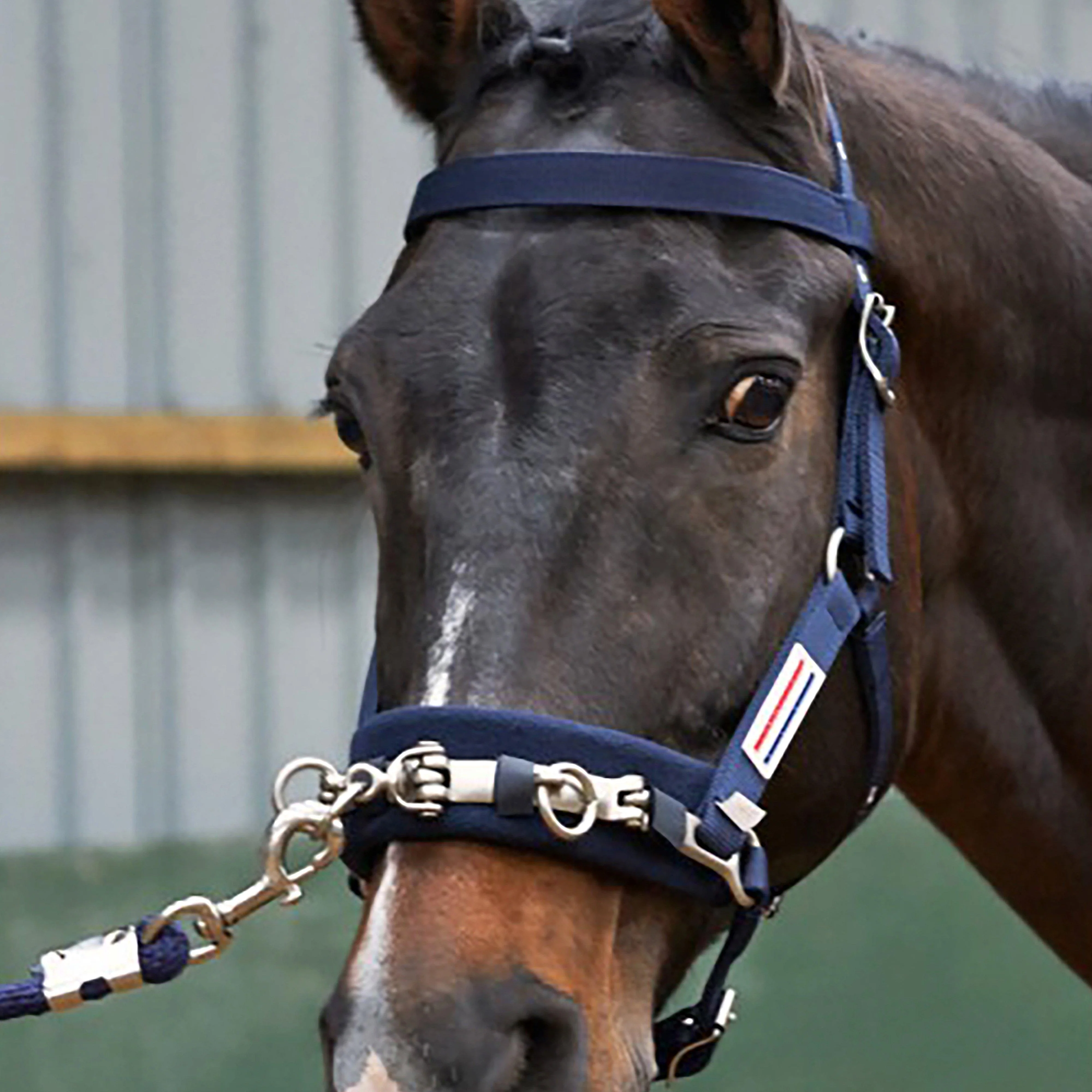 Lunge Cavesson - Image 3